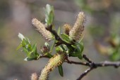 Mature Willow Catkins.JPG